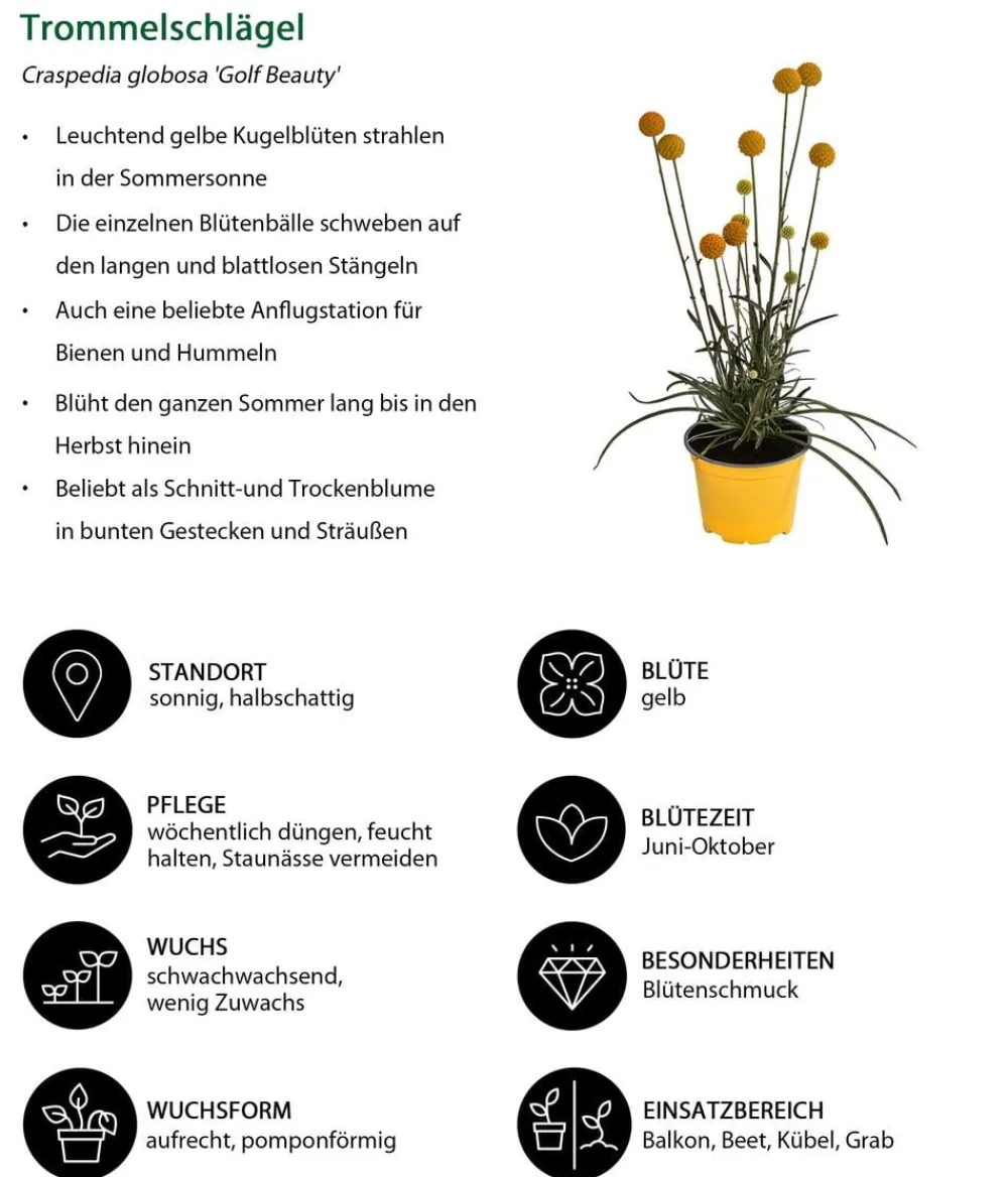 Dehner Balkonpflanzen-Sets|Sommerblumen > Beet- & Balkonpflanzen-Set Zitronen, 6-teilig