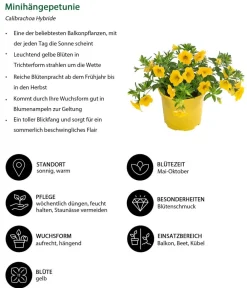 Dehner Balkonpflanzen-Sets|Sommerblumen > Beet- & Balkonpflanzen-Set Zitronen, 6-teilig