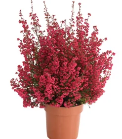 Dehner Beet- & Balkonset Heidenzauber, 6-teilig Clearance