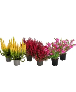 Dehner Beet- & Balkonset Heidenzauber, 6-teilig Clearance