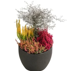 Dehner Balkonpflanzen-Sets > Beet- & Balkonset Herbstfeuer, 6-teilig