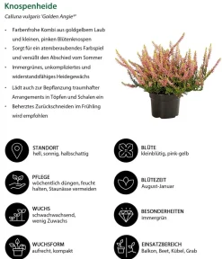 Dehner Balkonpflanzen-Sets > Beet- & Balkonset Herbstfeuer, 6-teilig