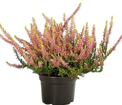 Dehner Balkonpflanzen-Sets > Beet- & Balkonset Herbstfeuer, 6-teilig