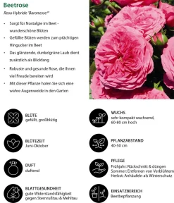 Dehner Rosen > Beetrose 'Baronesse®'