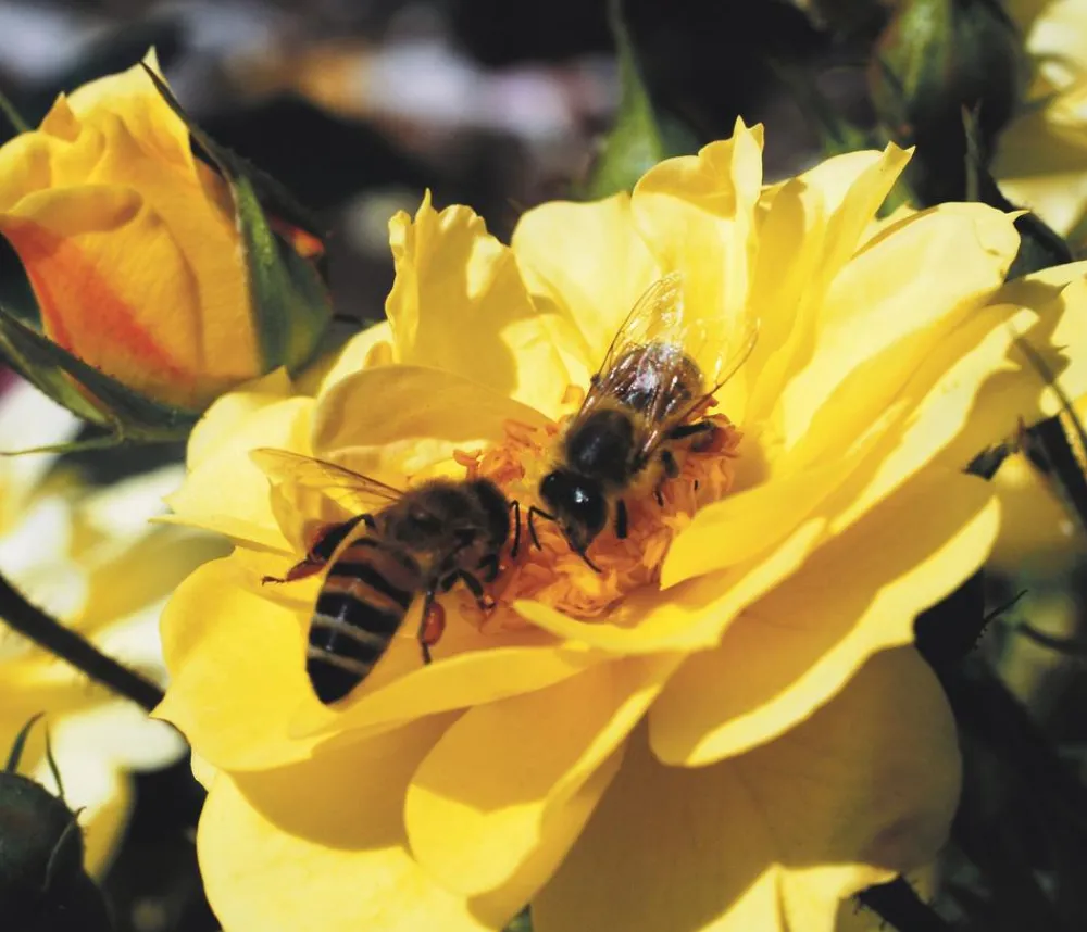 Dehner Rosen > Beetrose 'Bienenweide®',