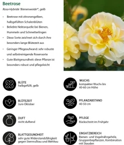 Dehner Rosen > Beetrose 'Bienenweide®',