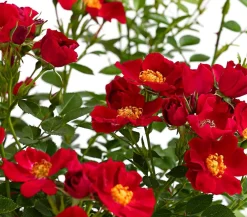 Dehner Beetrose 'Flower Rain®', verschiedene Farben Sale