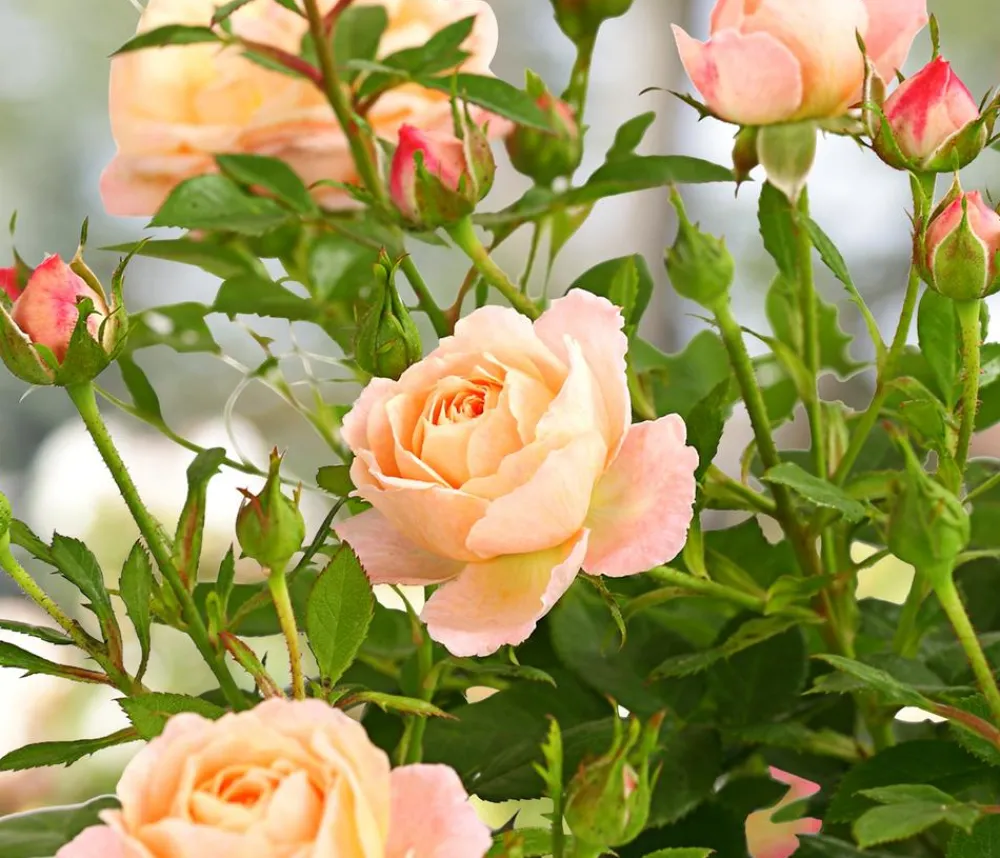 Dehner Beetrose 'Flower Rain®', verschiedene Farben Sale