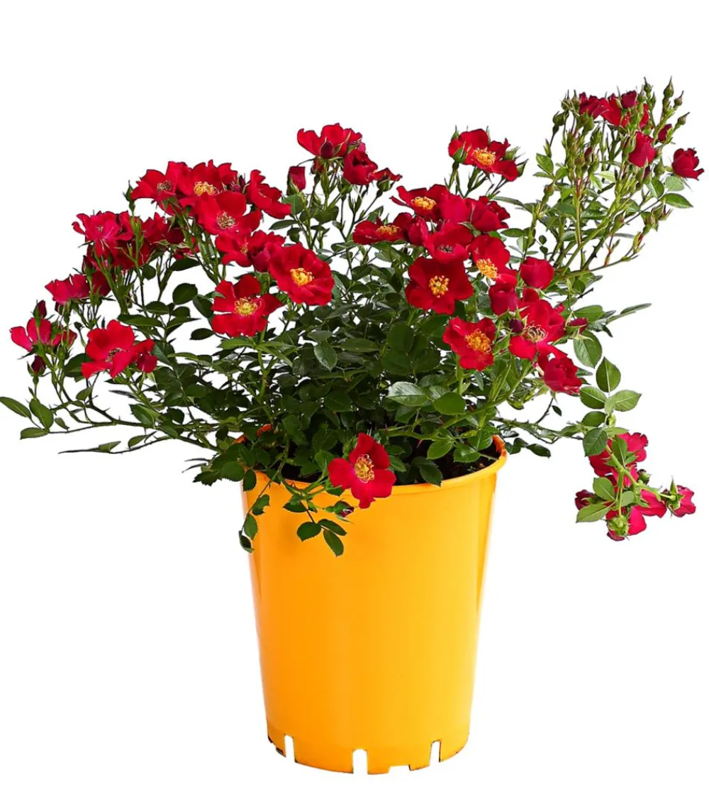 Dehner Beetrose 'Flower Rain®', verschiedene Farben Sale