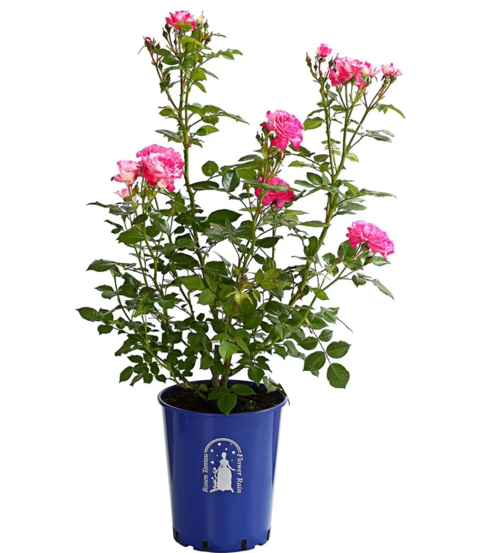 Dehner Beetrose 'Flower Rain®', verschiedene Farben Sale