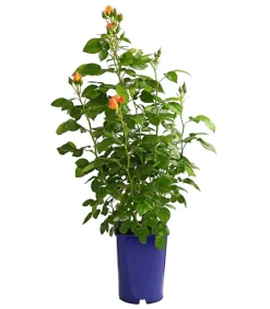 Dehner Rosen > Beetrose 'Hansestadt Rostock®'