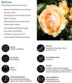 Dehner Rosen - Beetrose 'Hansestadt Rostock®'