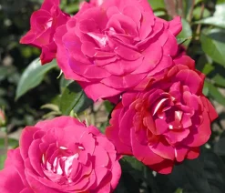 Dehner Rosen - Beetrose 'Heimatmelodie®'
