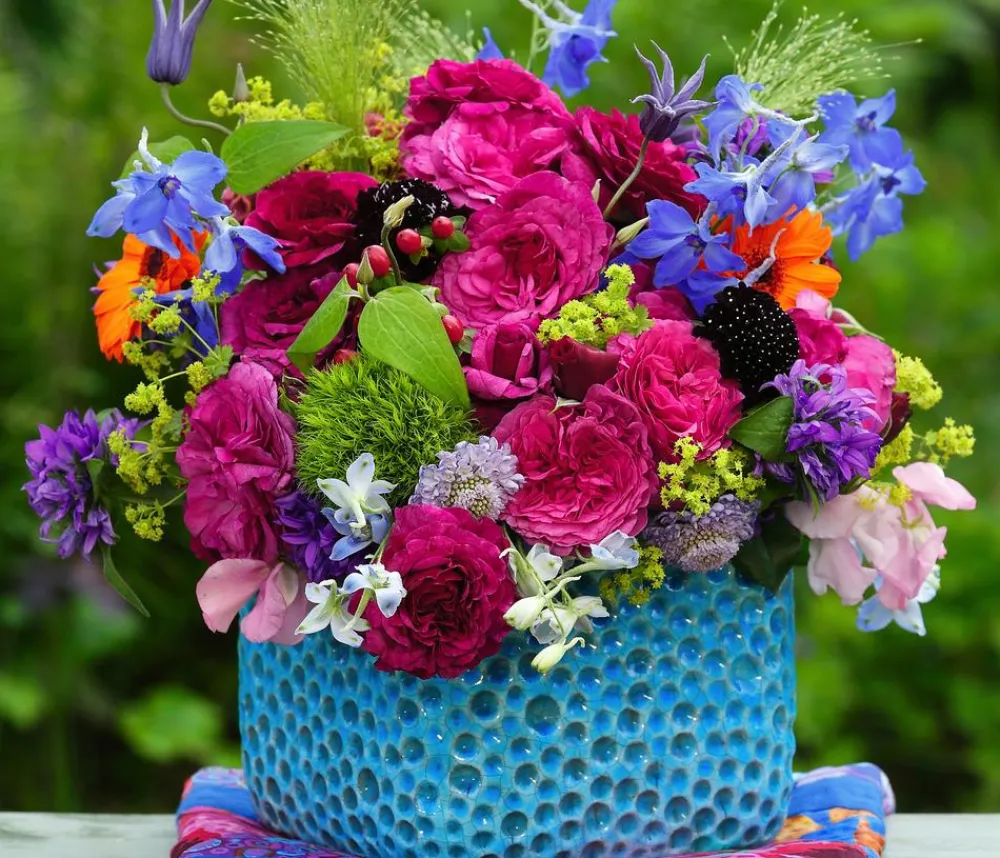 Dehner Beetrose 'Kaffe Fassett®' Pink Hot