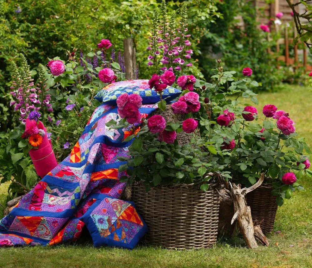 Dehner Beetrose 'Kaffe Fassett®' Pink Hot