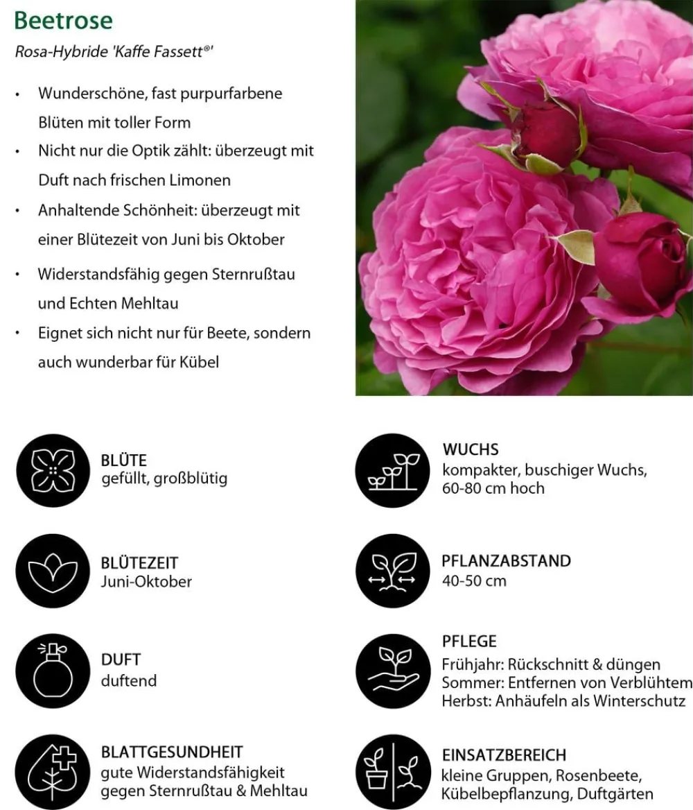 Dehner Beetrose 'Kaffe Fassett®' Pink Hot