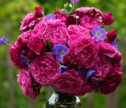 Dehner Beetrose 'Kaffe Fassett®' Pink Hot