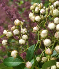 Rosen - Beetrose 'Knoppi' Weiß