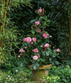 Dehner Winterharte Kübelpflanzen|Rosen - Beetrose 'Leonardo da Vinci®' Pink