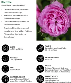 Dehner Winterharte Kübelpflanzen|Rosen - Beetrose 'Leonardo da Vinci®' Pink