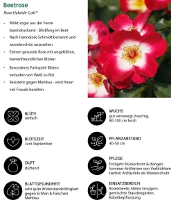 Dehner Beetrose 'Loki®' Discount