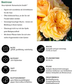 Dehner Rosen > Beetrose 'Romantische Straße®'