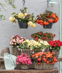 Dehner Terrassenpflanzen|Sommerblumen - Begonie 'Cream Rose'