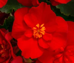 Dehner Begonie 'Macarouge' Rot Online