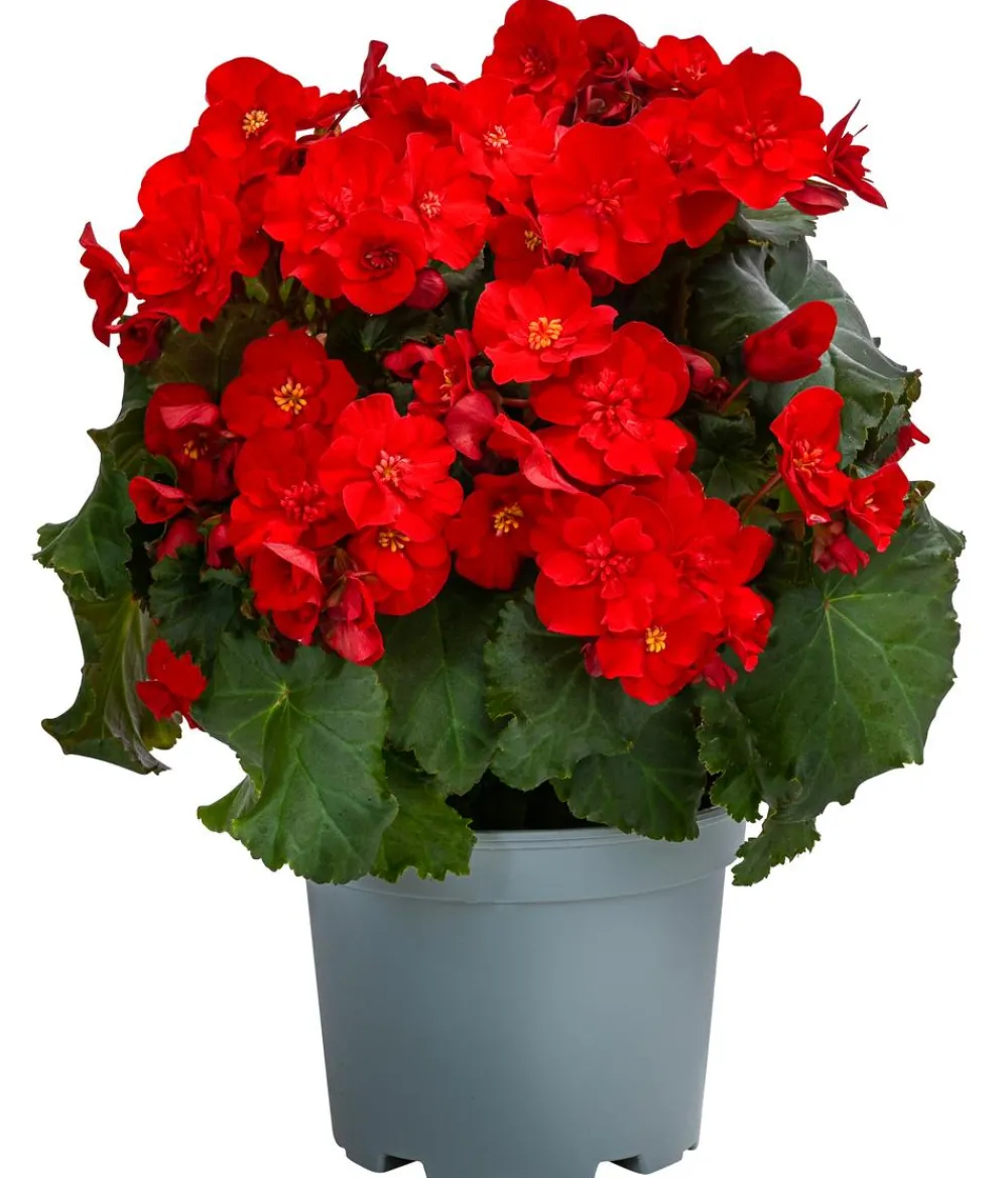 Dehner Begonie 'Macarouge' Rot Online