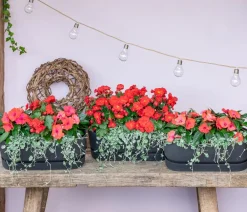 Dehner Sommerblumen - Begonie 'Macarouge' Rot