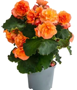 Dehner Hängende Sommerblüher|Sommerblumen - Begonie 'Solenia', verschiedene Farben