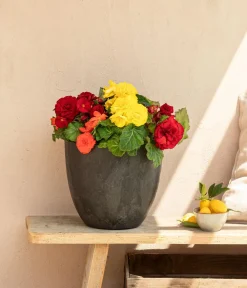 Dehner Hängende Sommerblüher|Sommerblumen - Begonie 'Solenia', verschiedene Farben