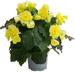 Dehner Hängende Sommerblüher|Sommerblumen - Begonie 'Solenia', verschiedene Farben