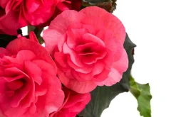 Dehner Hängende Sommerblüher|Sommerblumen - Begonie 'Solenia', verschiedene Farben