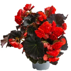 Dehner Hängende Sommerblüher|Sommerblumen - Begonie 'Solenia', verschiedene Farben
