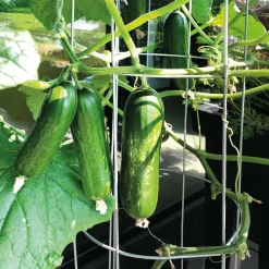 Bellissa Gurkenturm, 120 cm - Ø 20 cm Sale