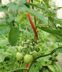 Bellissa Rankstäbe > Stahl-Tomatenspirale Colorata
