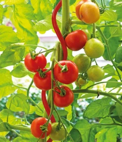 Bellissa Rankstäbe > Stahl-Tomatenspirale Colorata