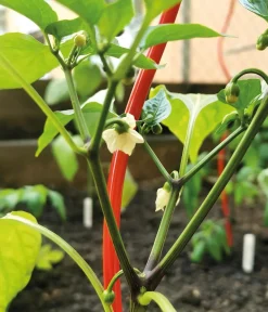 Bellissa Rankstäbe > Stahl-Tomatenspirale Colorata