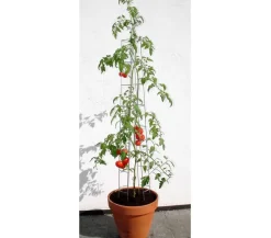 Bellissa Rankgitter & Obelisken > Tomatenturm
