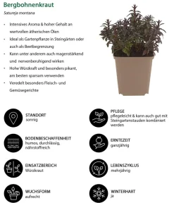 Dehner Garten- & Heilkräuter|Küchenkräuter - Bergbohnenkraut