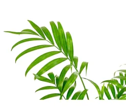 Dehner Hydropflanzen|Grünpflanzen > Bergpalme - Chamaedorea elegans, Hydrokultur