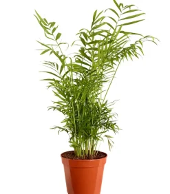 Dehner Zimmerpalmen|Grünpflanzen > Bergpalme - Chamaedorea elegans