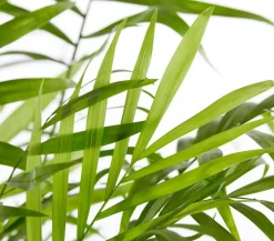 Dehner Zimmerpalmen|Grünpflanzen > Bergpalme - Chamaedorea elegans