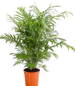 Dehner Zimmerpalmen|Grünpflanzen > Bergpalme - Chamaedorea elegans
