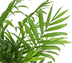 Dehner Zimmerpalmen|Grünpflanzen > Bergpalme - Chamaedorea elegans