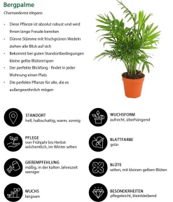 Dehner Bergpalme - Chamaedorea elegans Grün Online