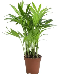 Dehner Bergpalme - Chamaedorea elegans Grün Outlet