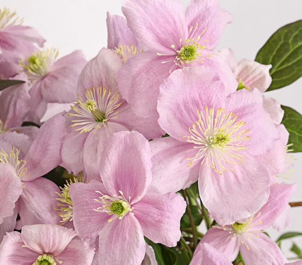 Dehner Clematis|Kletterpflanzen > Berg-Waldrebe - Clematis 'Fragrant Spring'