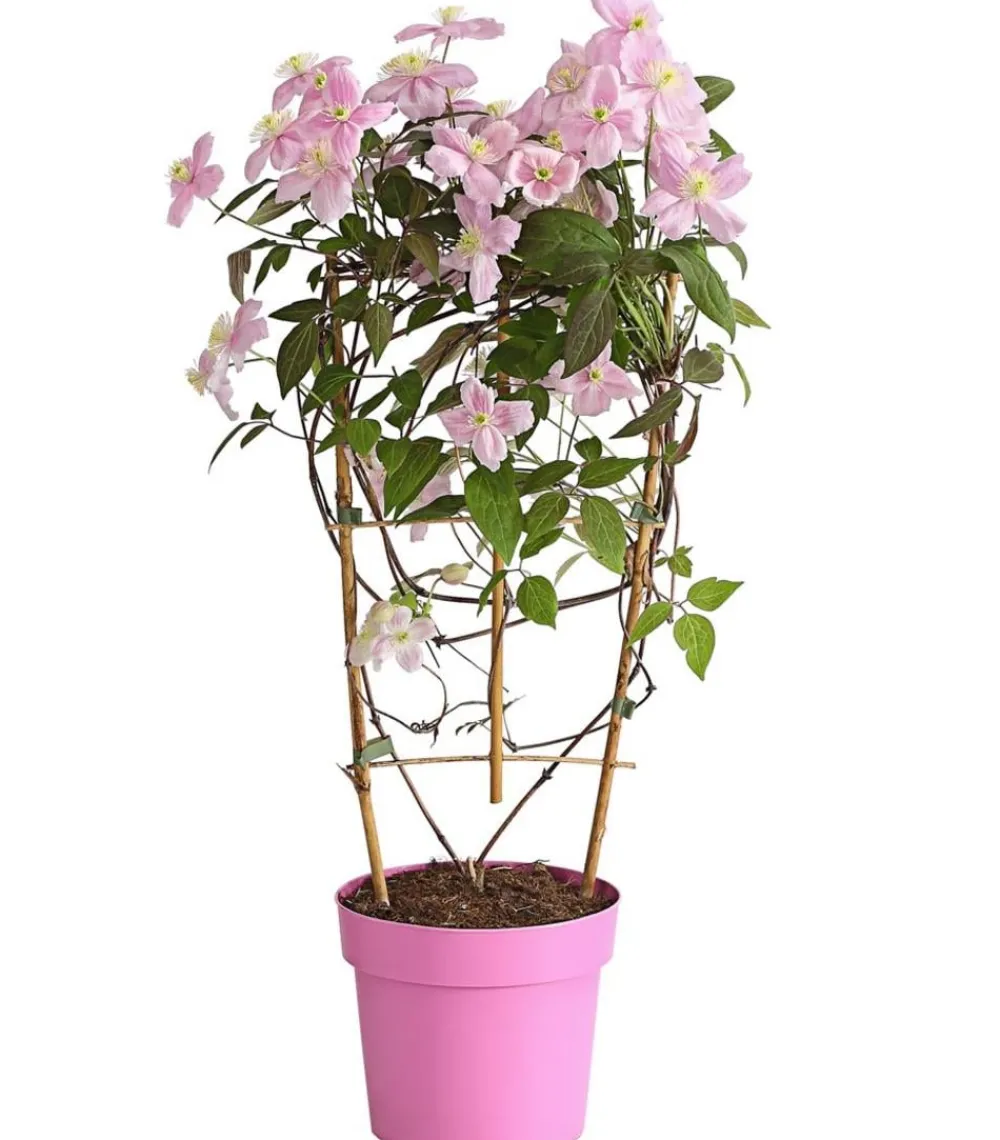 Dehner Clematis|Kletterpflanzen > Berg-Waldrebe - Clematis 'Fragrant Spring'